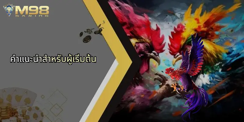 ไก่ชนถ่ายทอดสด: มิติใหม่แห่งความสนุกและโอกาสทำเงินพร้อมบริการผ่าน M98 5 คำแนะนำสำหรับผู้เริ่มต้น