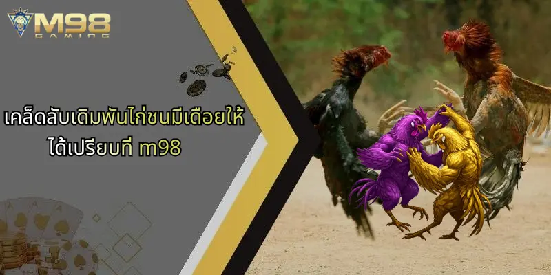 ไก่ชนมีเดือย: ความมันส์เร้าใจบนสังเวียนกับ M98 ออนไลน์ 4 เคล็ดลับเดิมพันไก่ชนมีเดือยให้ได้เปรียบที่ m98