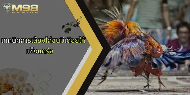 ไก่ชนมีเดือย: ความมันส์เร้าใจบนสังเวียนกับ M98 ออนไลน์ 2 เทคนิคการเลี้ยงไก่ชนมีเดือยให้แข็งแกร่ง