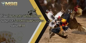 ไก่ชนถ่ายทอดสด-มิติใหม่แห่งความสนุกและโอกาสทำเงินพร้อมบริการผ่าน-m98